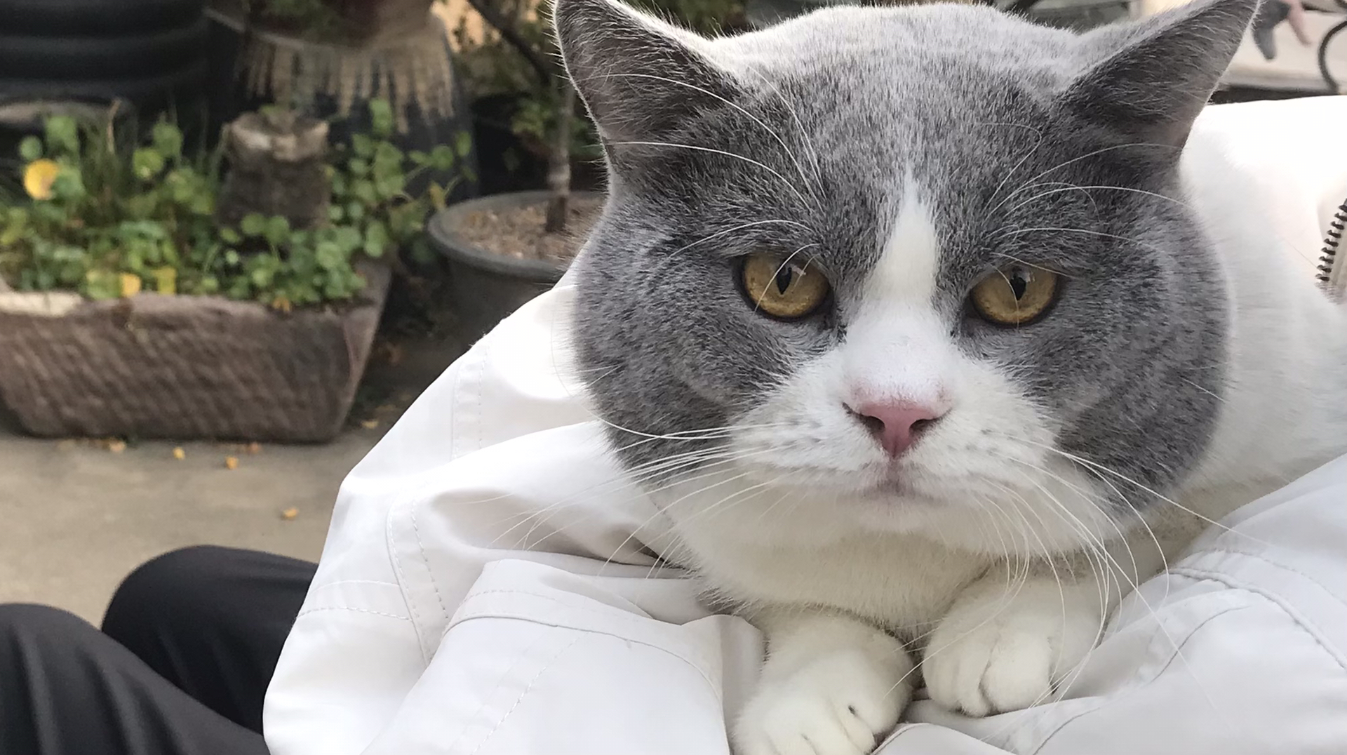 猫咪avmaomiav最新官网,探索猫咪的世界，最新官网avmaomiav的魅力之旅，猫咪avmaomiav最新官网，探索魅力猫咪世界的旅程